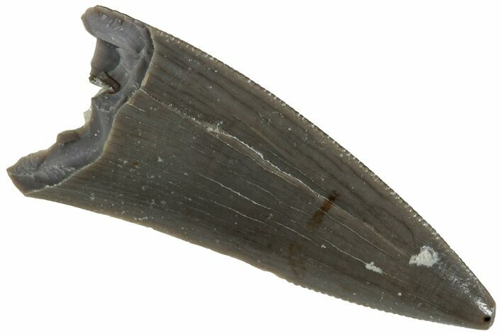 Serrated, Triassic Reptile (Postosuchus?) Tooth - Arizona #231170